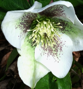 tommies and hellebores 132