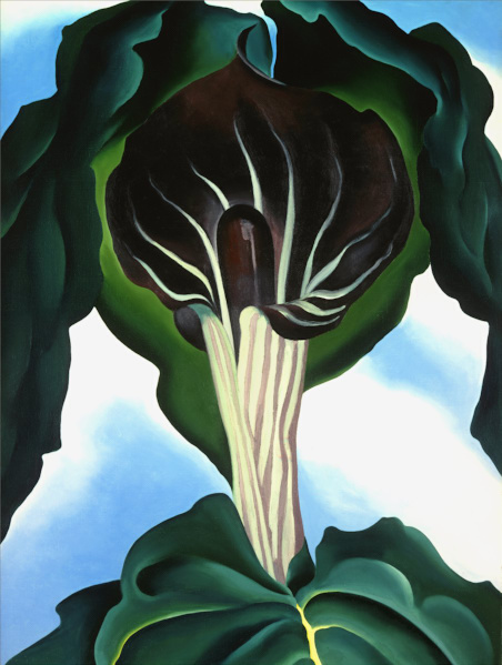 Jack-in-the-Pulpit_No_III